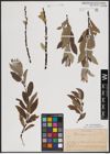 Foto von Salix lapponum L.